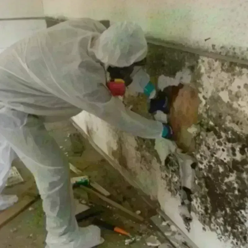 Mold Remediation and Removal in Chippewa Falls, WI